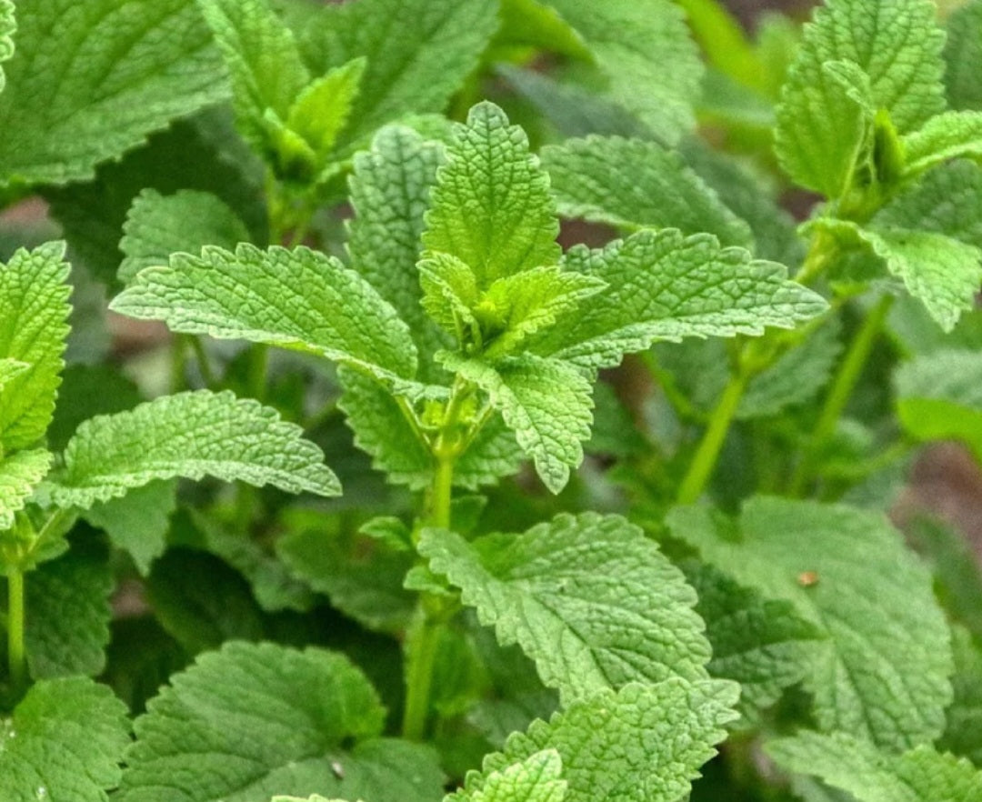 Herbal cold sore & insect bite soothing and reducing salve
